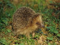 0001 Westeuropäischer Igel